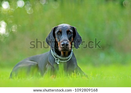 Portrait of Doberman lying in green grass in park. Background is green. It's a close up view. He's a slim young girl.