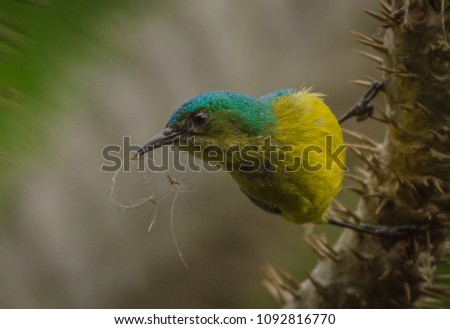 Collared sunbird in South Africa