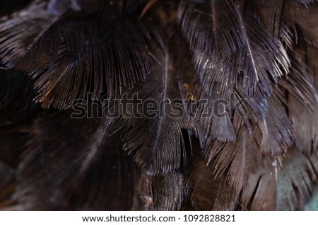 Close up chicken feathers background. Jungle Fowl chicken. Depth of field (DOF) effect.