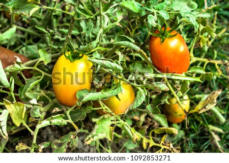 fresh and healthy tomatoes are growing and hanging in the vegetables farm