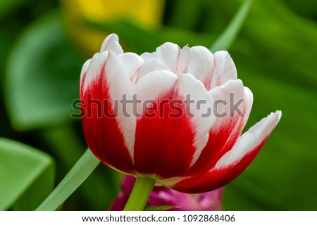 Flower - TULIPMANIA FLORAL DISPLAY. A stalk of Tulip 'Columbus', against a blur background. Columbus is a stunning Pink with creamy white edge tulip variety.