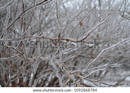 Frozen Ice-covered branches