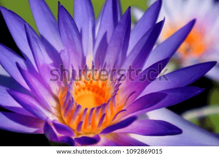 Blooming lotus flower in nature background