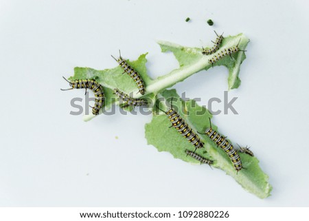 Image of worms are on green leaves on natural background. Insect. Animal.

