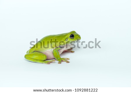 Dumpy Frog On White Background Royalty-Free Stock Photo #1092881222