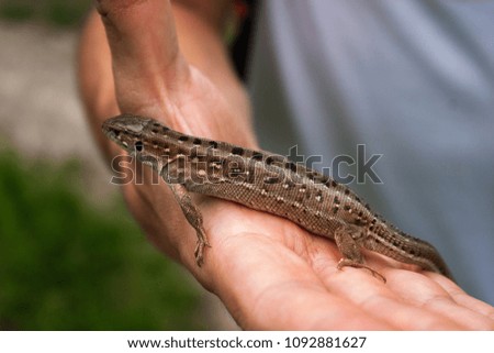 A little brown lizard in his hand.