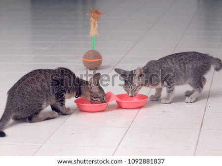 cute short hair young asian kitten cats black and white stripes as house pet eating meal on ceramic tiles kitchen floor indoor from a colourful pet food bowl