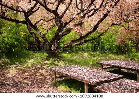 This is picture taken at the park where kyoto cherry blossoms are blooming.