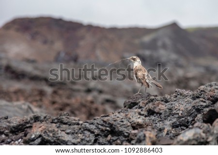 Galapagos Mockingbird (Mimus parvulus) in Galapagos Islands, Ecuador