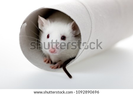 White mouse plays with tube, white background