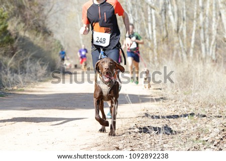 Several athletes and their dogs taking part in a popular canicross race