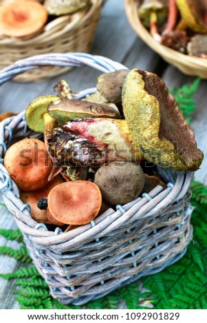 Be careful while mushroom picking - idea. Edible and poisonous mushroom mixed together.