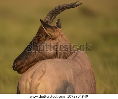 Topi (Damaliscus lunatus jimela), a type of Antelope from Sub Sahara, grazing in Masai Mara