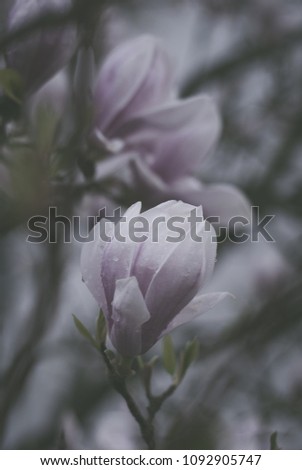 Magnolia spring blossom