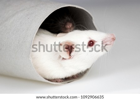 mouse play with a paper tube, closeup