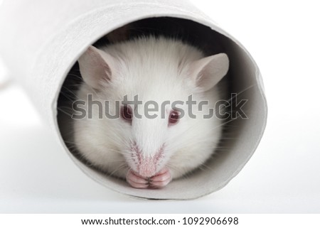 mouse play with a paper tube, closeup