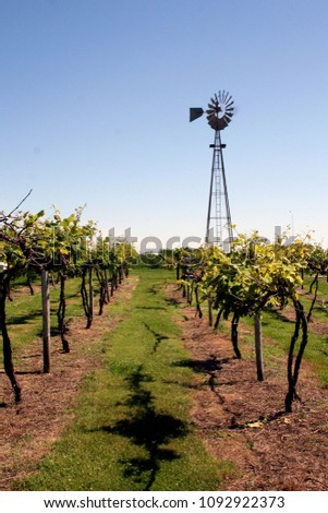 Vineyard with windmill in the background