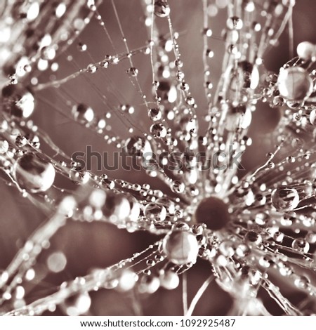 dandelion in droplets, macro