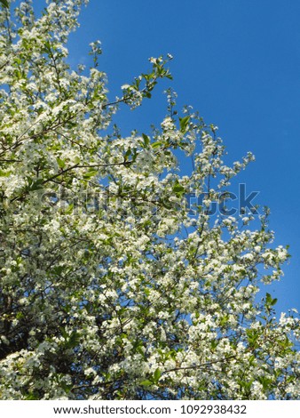 Cherry tree blooming in spring against the blue sky on a sunny day.