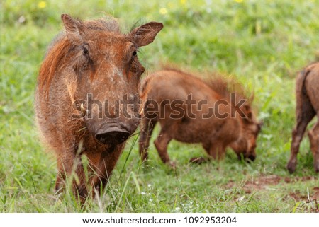 Warthog running towards you in the field.