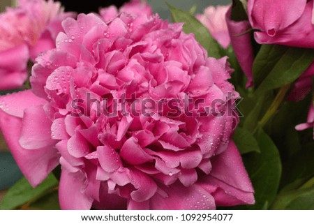 Closeup of  beautiful big pink peony with water drops on its petals