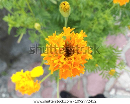 Yellow flowers, background
