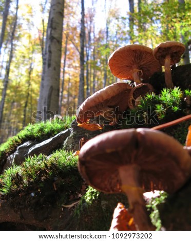 The colors of autumn with mushrooms in focus