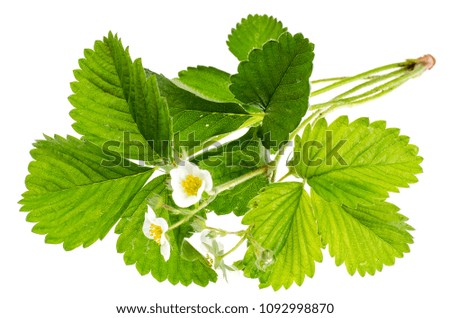 White flowers of wild strawberry with green leaves. Studio Photo