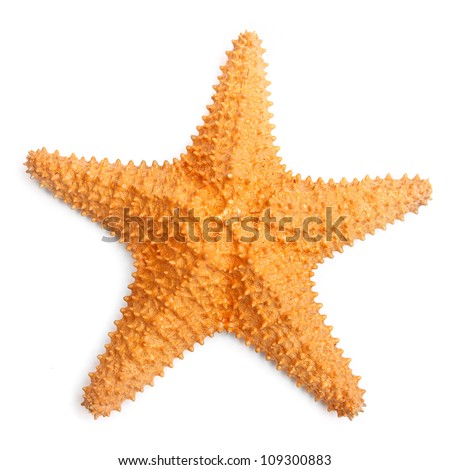 The caribbean starfish on a white background. Royalty-Free Stock Photo #109300883