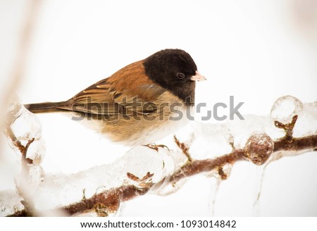Junco bird in winter