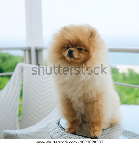 Orange cute Pomeranian pomeranian sitting on a table on the background of the sea