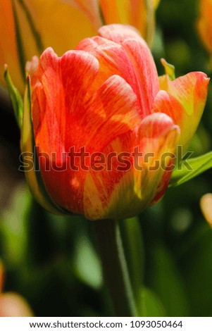Red and yellow single tulip variegated