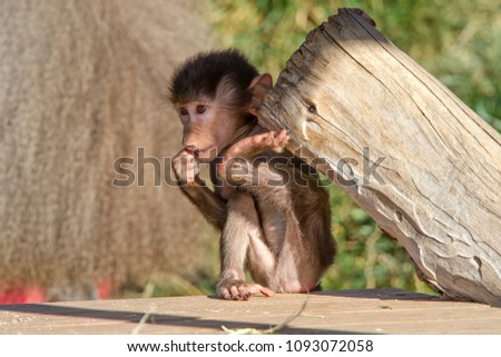 Baby Baboon Lifting Weights