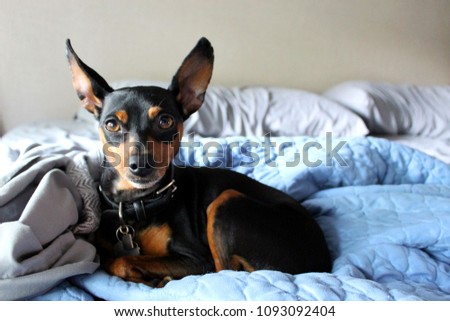 Cute miniature pinscher dog laying on a bed 1 Royalty-Free Stock Photo #1093092404