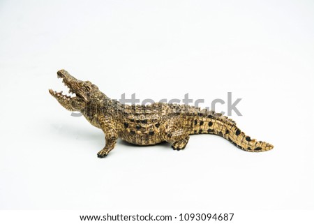 crocodile on white background .