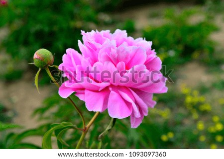 The peony in the park
