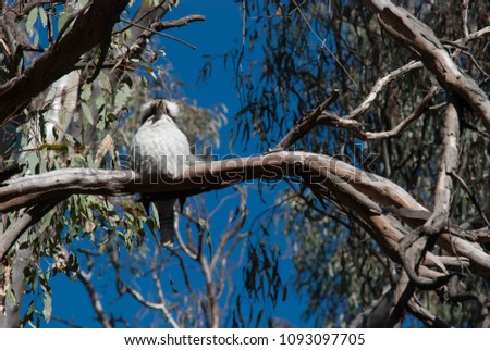 a young kookaburra sitting on a tree branch in a eucalyptus tree with branches and leaves in background on a sunmny day and looking straight ahead