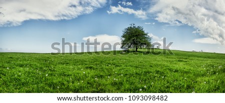 Lonely oak tree on a green grass field, extra large super high resolution panoramic stitch, lots of room suitable for adding text, copy space