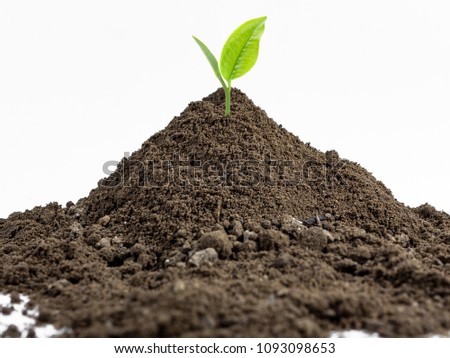 Mound of peat with green sprout Royalty-Free Stock Photo #1093098653
