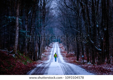 Winter Walk in the Woods