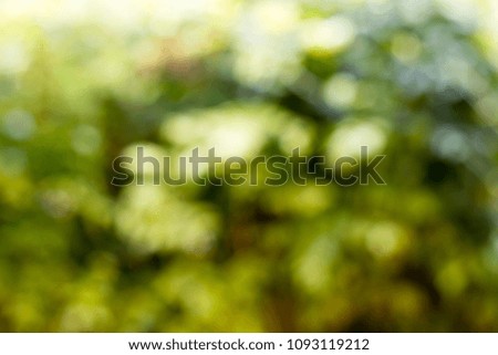 Green natural background and abstrac Background