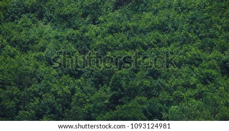 Landscape view of forested mountain