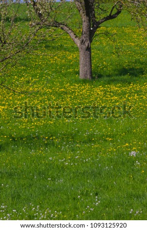 dandelion meadow blossoming in south german springtime sunny day