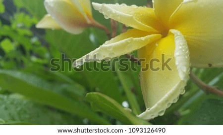 Frangipani yellow color