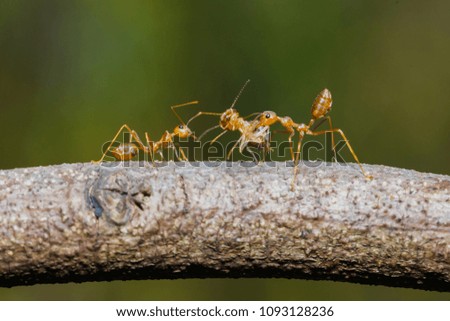 Diligent ants find food protection,Enemies,transport, enemies.