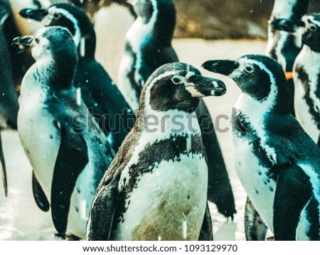 penquin with friends close up standing show in side view