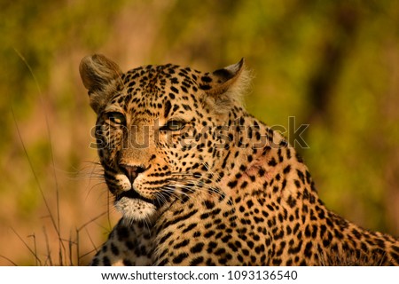 female leopard under a tree