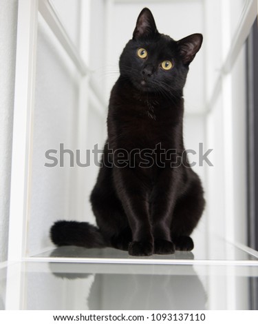 Young Black Cat Sitting on Glass Shelves Looking at Camera