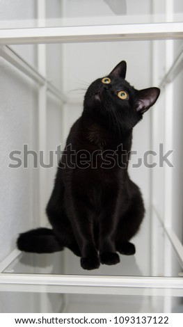 Young Black Cat Sitting on Glass Shelves Looking Up