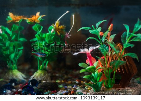 Fish in beautiful aquarium decoration.